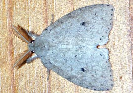 Dura ochrias