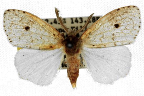 Dura ochrias