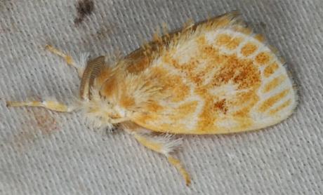 Euproctis ochroneura