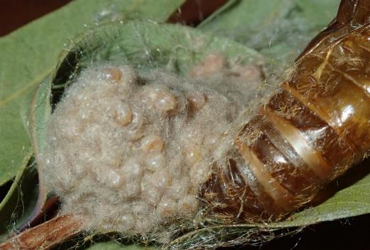 Lymantria pelospila