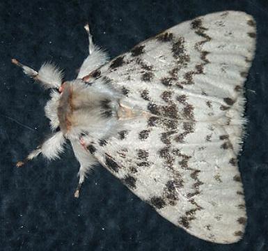 Lymantria pelospila
