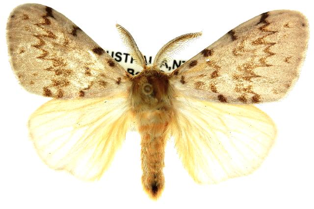Lymantria pelospila
