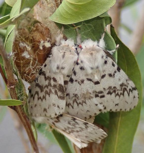 Lymantria pelospila