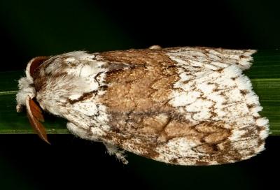 Dasychiroides pratti