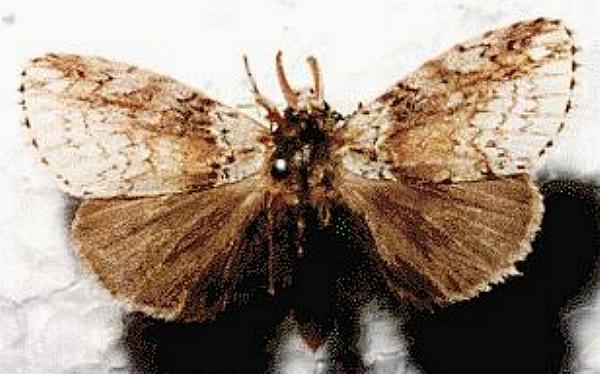 Dasychiroides pratti