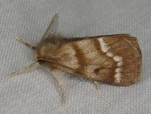 Habrophylla retinopepla