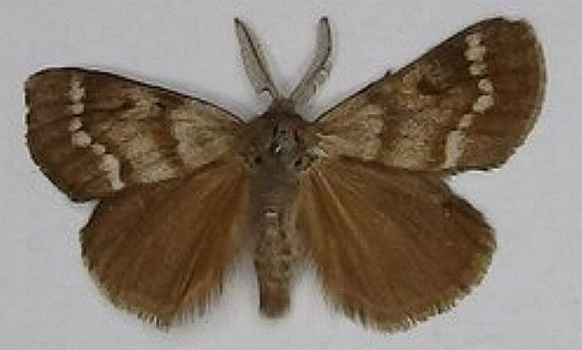 Habrophylla retinopepla