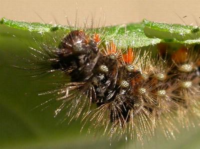 Euproctis semifusca
