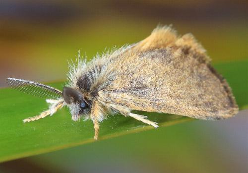 Euproctis semifusca