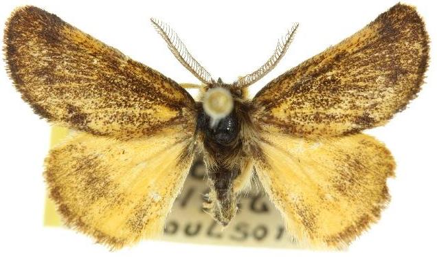 Euproctis semifusca
