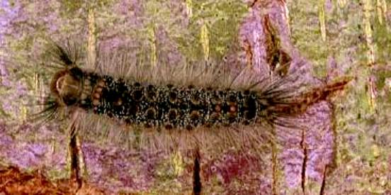 Euproctis semifusca
