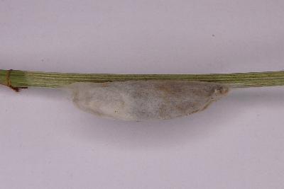 Acyphas semiochrea