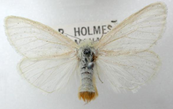 Acyphas semiochrea