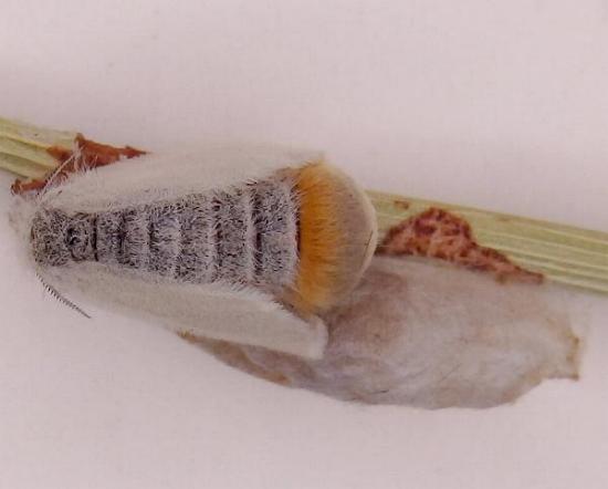 Acyphas semiochrea