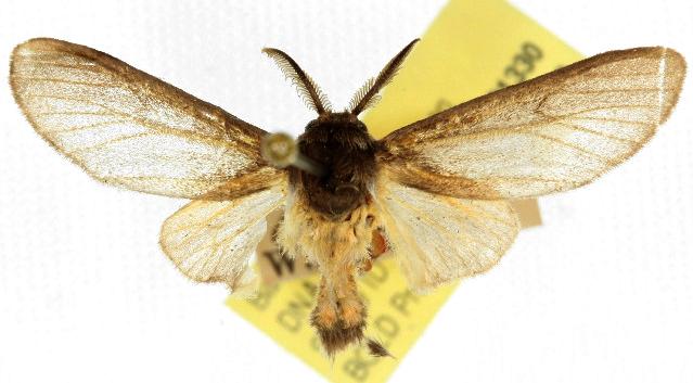 Icta tanaopis
