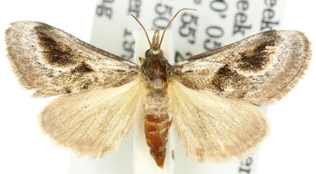 Dolichobela celidograpta
