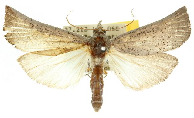 Styphlolepis delopasta