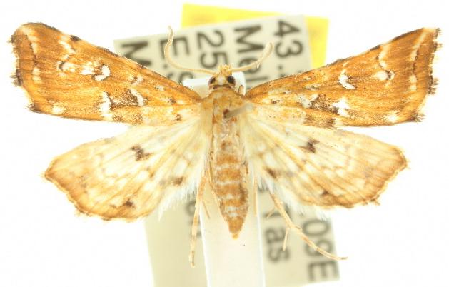 Musotima acrias