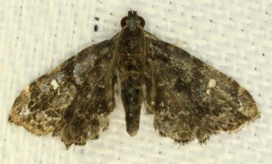 Drosophantis caeruleata