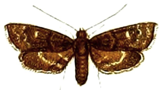 Drosophantis caeruleata