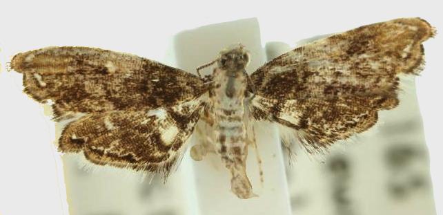 Elachypteryx callidryas