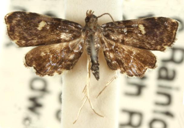 Elachypteryx erebenna