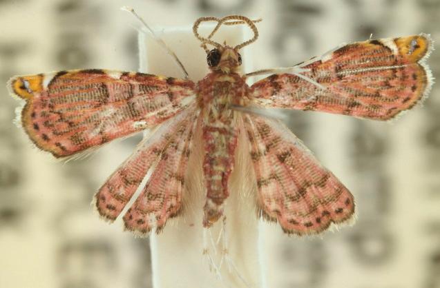 Baeoptila leptorrhoda