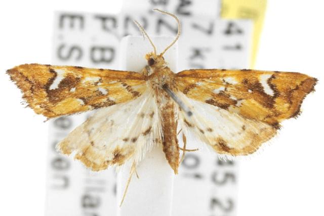 Musotima nitidalis