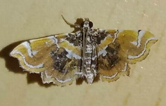 Musotima suffusalis