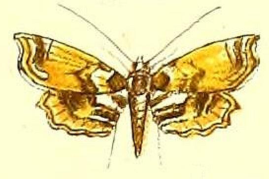 Musotima suffusalis