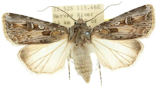 Agrotis emboloma
