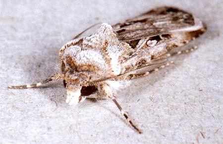 Agrotis munda
