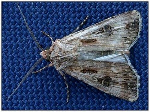 Agrotis munda