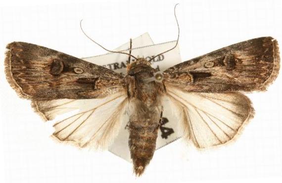 Agrotis munda
