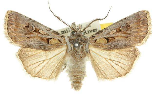 Agrotis poliophaea