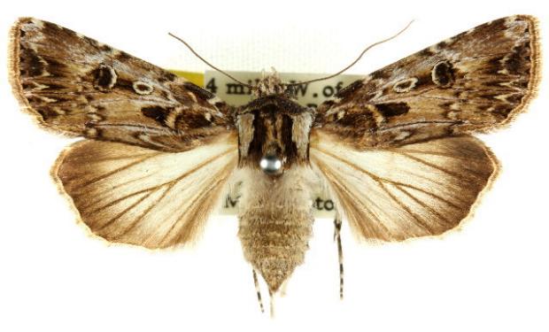 Agrotis poliophaea