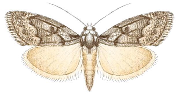 Nola aenictis
