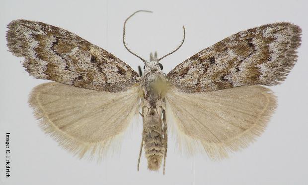 Nola aenictis