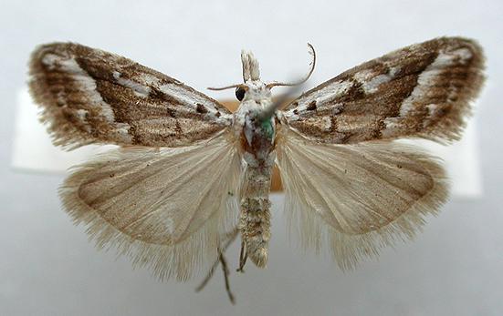 Nola albalis