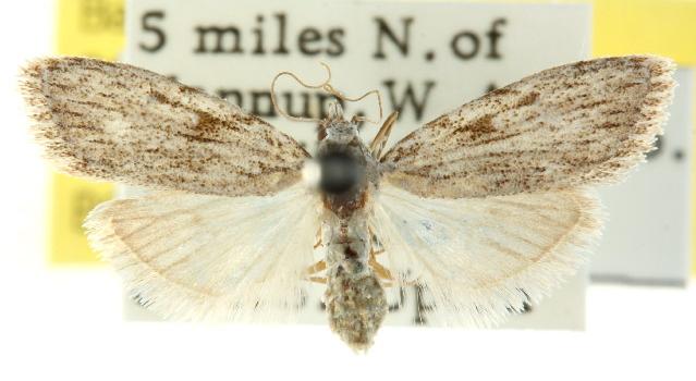 Nola amorpha