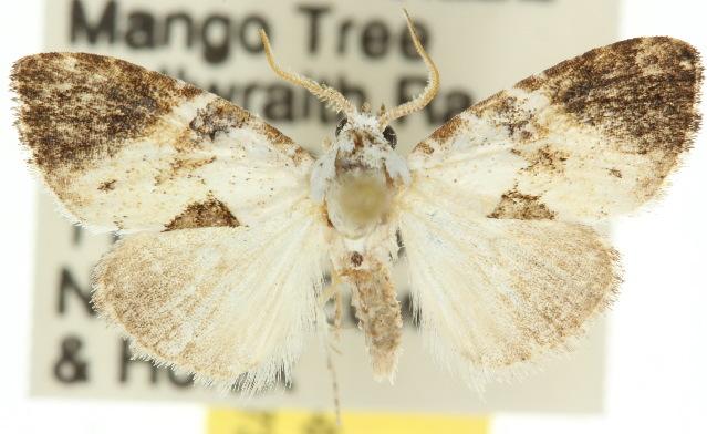 Acatapaustus atrinota