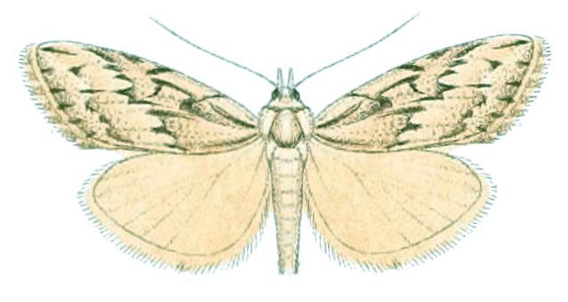Nola aulacota