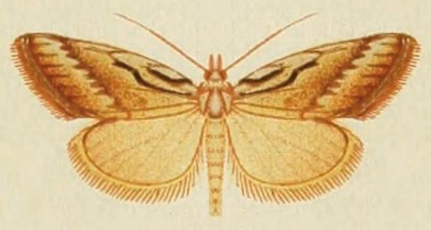 Nola belotypa