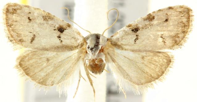 Nola bifascialis