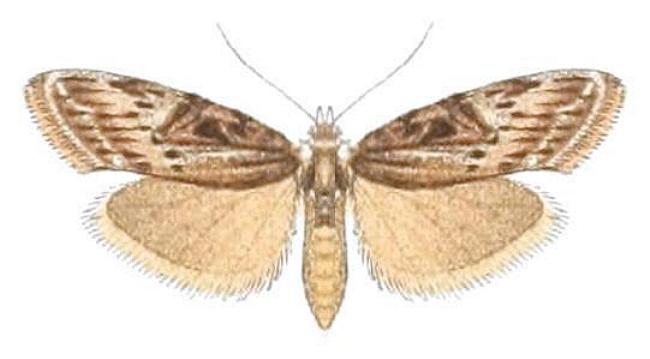Nola biguttalis