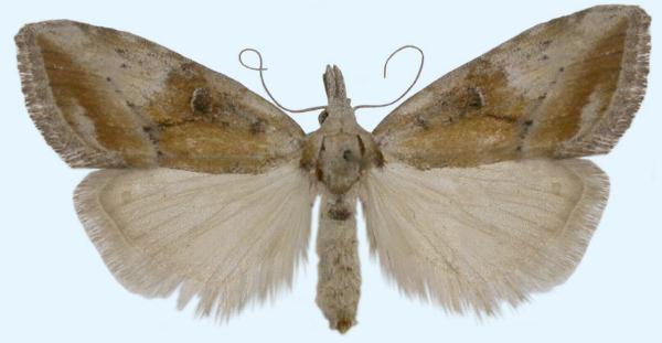 Nola ceramota