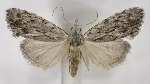 Nola crucigera
