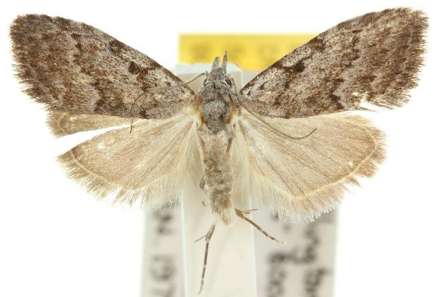 Nola cycota