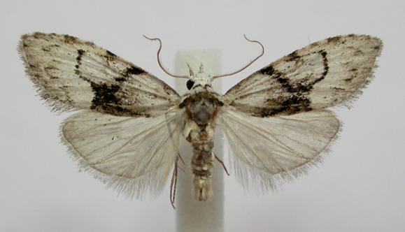 Nola delograpta