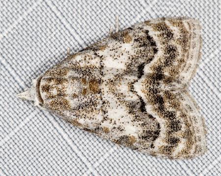 Nola fasciata